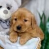 Image of Nicole, a Golden Retriever puppy