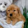 Image of Nicole, a Golden Retriever puppy