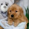 Image of Nicole, a Golden Retriever puppy