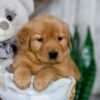 Image of Nicole, a Golden Retriever puppy