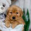 Image of Nicole, a Golden Retriever puppy