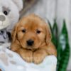 Image of Nicole, a Golden Retriever puppy