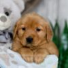 Image of Nicole, a Golden Retriever puppy