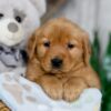 Image of Nicole, a Golden Retriever puppy