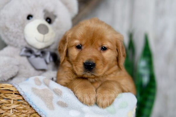 Image of Nicole, a Golden Retriever puppy