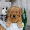 Image of Nolan, a Golden Retriever puppy