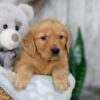 Image of Nolan, a Golden Retriever puppy