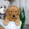 Image of Nolan, a Golden Retriever puppy