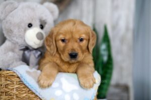 Image of Nolan, a Golden Retriever puppy