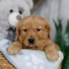 Image of Nolan, a Golden Retriever puppy