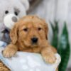 Image of Nolan, a Golden Retriever puppy