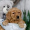 Image of Nolan, a Golden Retriever puppy