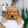 Image of Nolan, a Golden Retriever puppy