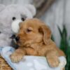 Image of Nolan, a Golden Retriever puppy