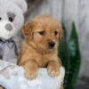 Image of Nora, a Golden Retriever puppy