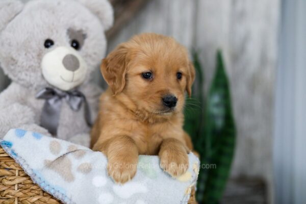 Image of Nora, a Golden Retriever puppy