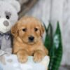 Image of Nora, a Golden Retriever puppy