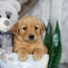 Image of Nora, a Golden Retriever puppy