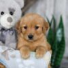 Image of Nora, a Golden Retriever puppy