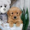 Image of Nora, a Golden Retriever puppy