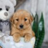 Image of Nora, a Golden Retriever puppy