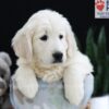 Image of Patrick, a Golden Retriever puppy