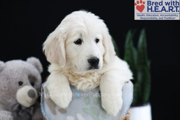 Image of Patrick, a Golden Retriever puppy