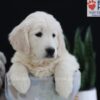 Image of Patrick, a Golden Retriever puppy