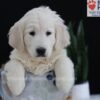 Image of Patrick, a Golden Retriever puppy