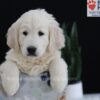 Image of Patrick, a Golden Retriever puppy