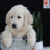 Image of Patrick, a Golden Retriever puppy