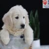 Image of Patrick, a Golden Retriever puppy