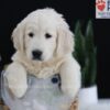 Image of Patrick, a Golden Retriever puppy