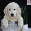 Image of Patrick, a Golden Retriever puppy