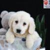 Image of Pearl, a Golden Retriever puppy