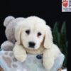 Image of Pearl, a Golden Retriever puppy