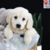 Image of Pearl, a Golden Retriever puppy