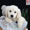 Image of Pearl, a Golden Retriever puppy