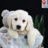 Image of Pearl, a Golden Retriever puppy