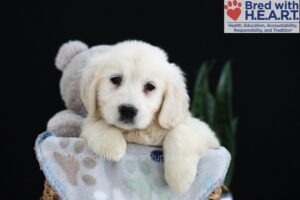 Image of Pearl, a Golden Retriever puppy