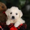 Image of Penny, a Golden Retriever puppy