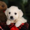 Image of Penny, a Golden Retriever puppy