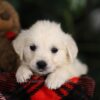 Image of Penny, a Golden Retriever puppy