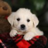 Image of Penny, a Golden Retriever puppy