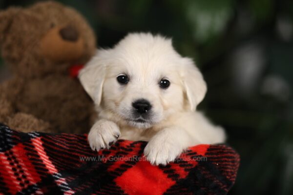 Image of Penny, a Golden Retriever puppy