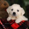 Image of Penny, a Golden Retriever puppy