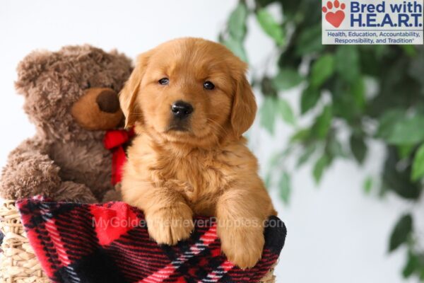 Image of Peppa, a Golden Retriever puppy