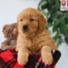 Image of Pickle, a Golden Retriever puppy