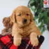 Image of Pickle, a Golden Retriever puppy