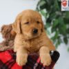 Image of Pickle, a Golden Retriever puppy